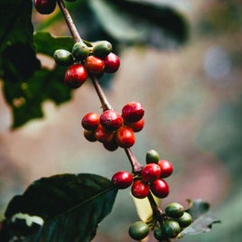 Get Your Daily Buzz! Follow Vibean Coffee on Instagram